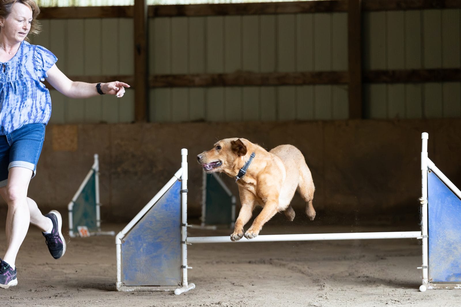 A dog clearing a jump during a beginner agility class