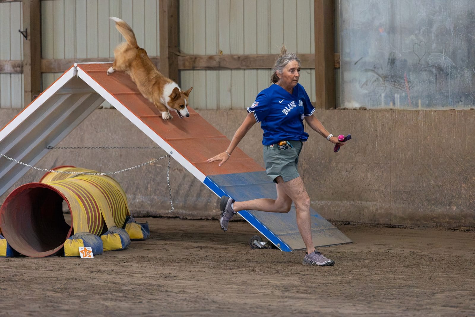 A corgi navigating the A-frame during an agility class