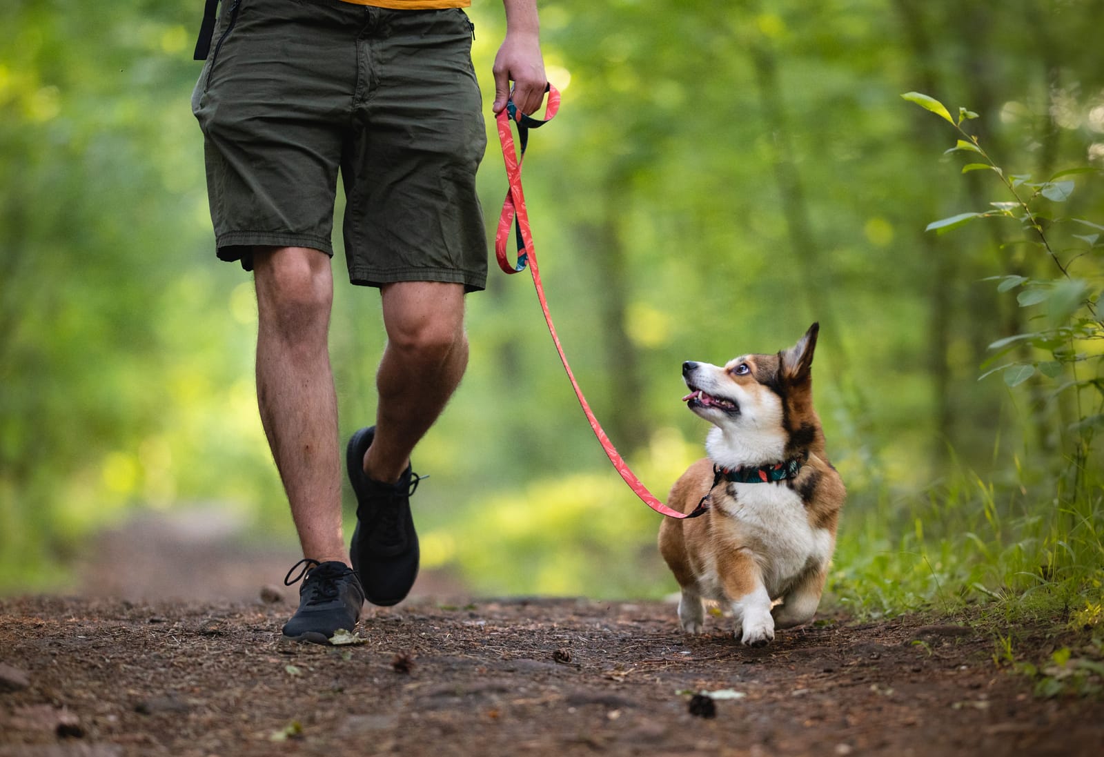 A dog walking on leash beside its owner on a wooded trail